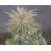 Cactus Flower